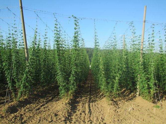 Hopfen.jpg