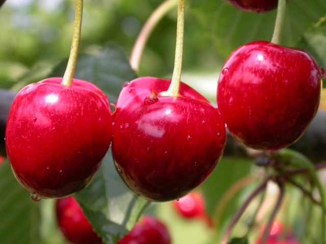 Kirsche2M.JPG
